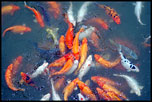 W symbolice Feng Shui woda oznacza dostatek, a ryby nadaj jej ruch i kolor.