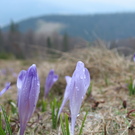Majówka